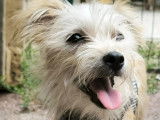 En attente d’un foyer : chienne Yorkshire Terrier d'un an