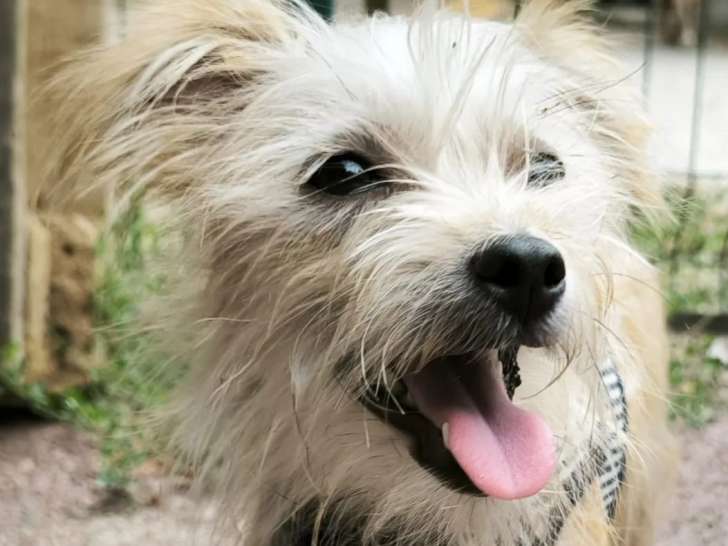 En attente d’un foyer : chienne Yorkshire Terrier d'un an