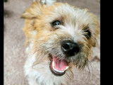 À accueillir : chien Yorkshire Terrier d’un an