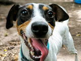 En quête d’une famille : chienne Jack Russell d’un an
