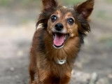 Adoption disponible : chien Pinscher Nain marron