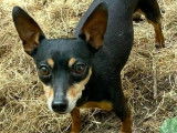 À la recherche d'une famille : chien Pinscher Nain noir et feu