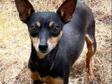 À la recherche d'une famille : chien Pinscher Nain noir et feu