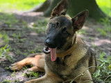 Chienne Berger Malinois noir et beige à adopter