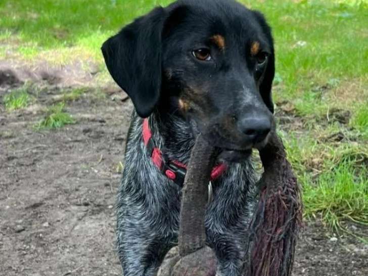 Chienne d'un an disponible à l'adoption