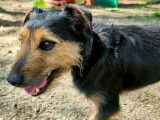 Chien Jagd Terrier de 6 ans en attente d'adoption