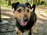 Chien Jagd Terrier de 6 ans en attente d'adoption