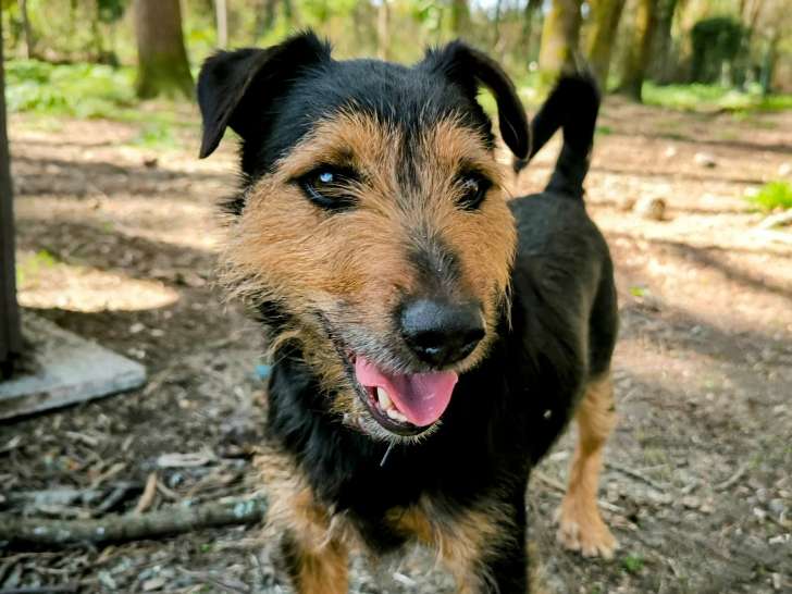 Chien Jagd Terrier de 6 ans en attente d'adoption