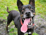 Chien Pinscher Nain noir prêt pour l’adoption
