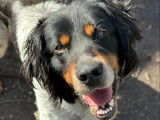 Chien de 5 ans à accueillir