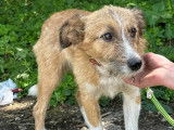 Adoption disponible : chien de 4 ans