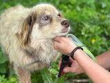 Chien de 5 ans à la recherche d’une famille