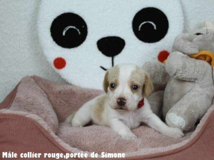 Chiot Beagle bicolore disponible