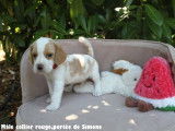 Chiot Beagle bicolore disponible