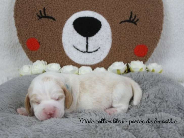 Portée de 5 chiots Beagle bicolores et tricolores LOF à vendre