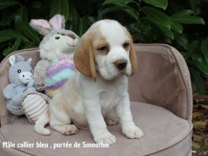 Portée de 5 chiots Beagle bicolores et tricolores LOF à vendre