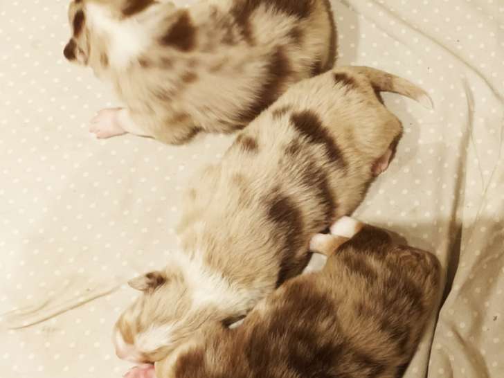 Chiots Berger Australien à vendre