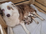 Chiots Berger Australien à vendre
