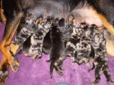 Chiots Beauceron arlequin et noir et feu à vendre
