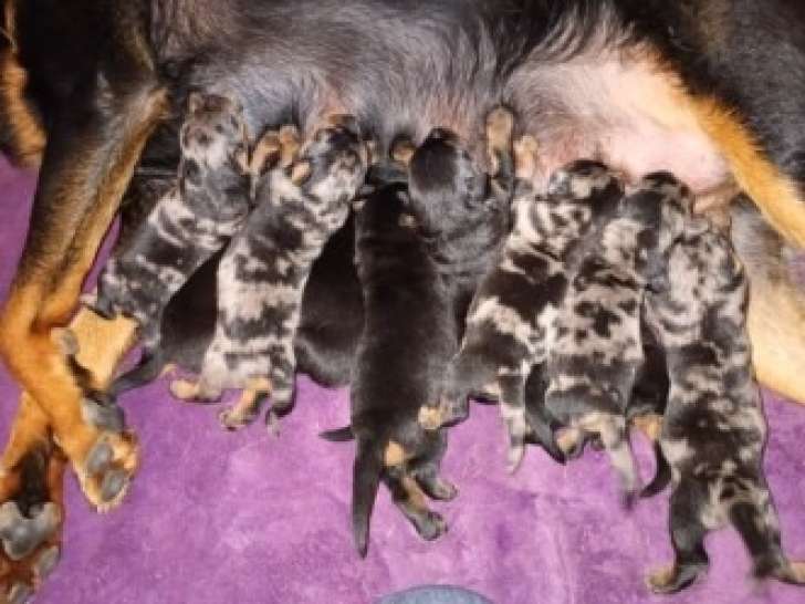 Chiots Beauceron arlequin et noir et feu à vendre