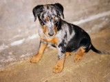 Chiots Beauceron arlequin dispo de suite