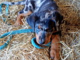 Chiots Beauceron arlequin dispo de suite