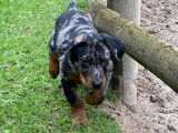 Chiots Beauceron arlequin dispo de suite