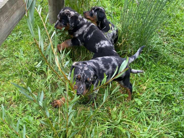 Chiots Beauceron arlequin dispo de suite