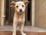 Disponible à l'adoption, chiot femelle de 4 mois