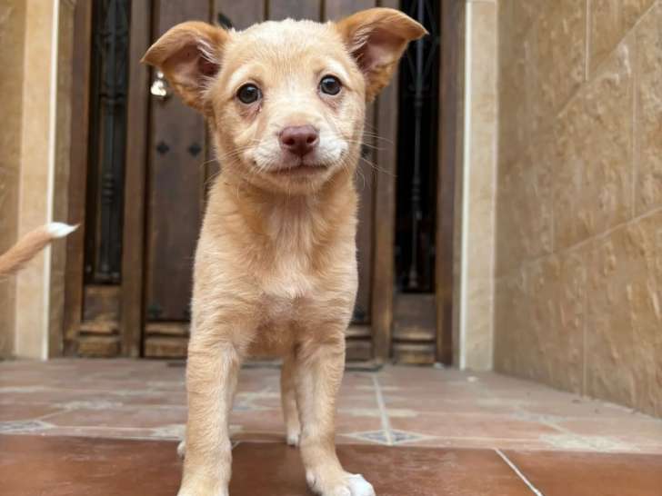 Disponible à l'adoption, chiot femelle de 4 mois
