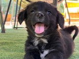 En attente d'adoption, chiot mâle de 5 mois