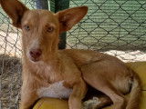 Prêt pour l’adoption, chiot femelle de 8 mois