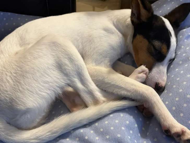 En quête d’un foyer, chiot femelle tricolore