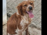 Adoption disponible : chienne Épagneul Breton d'un an