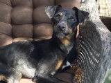 À la recherche d'un foyer, chienne noire et feu