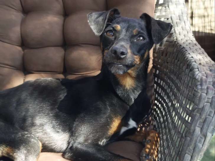 À la recherche d'un foyer, chienne noire et feu