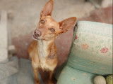 À adopter : chienne marron et blanche
