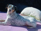 En attente d'adoption : chienne Bodeguero tricolore