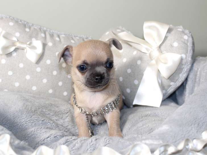 Magnifiques chiots Chihuahua LOF à réserver