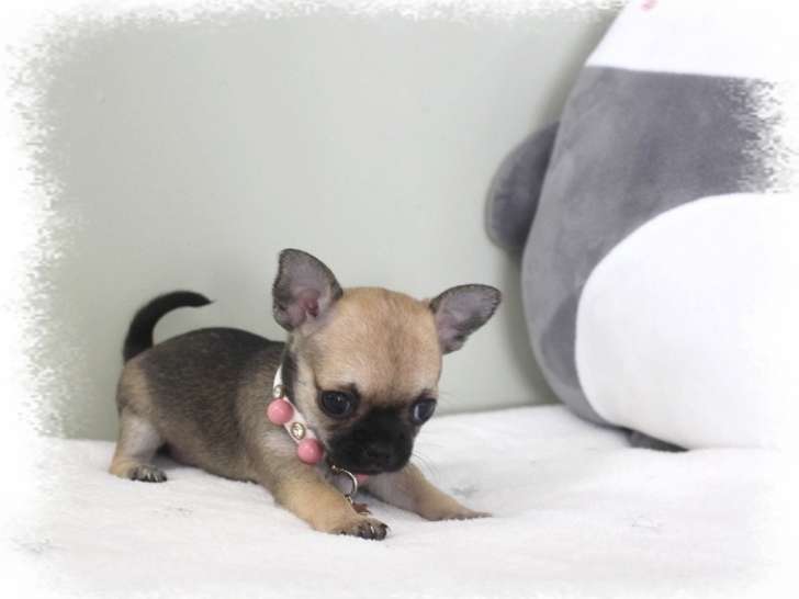 Petite femelle chiot Chihuahua LOF à réserver