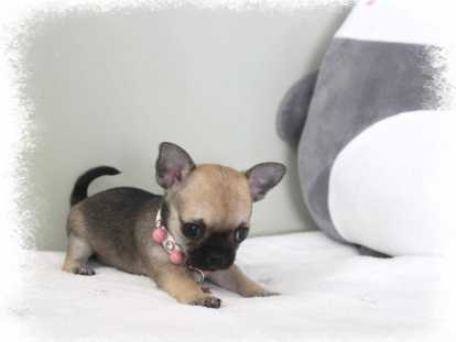 Petite femelle chiot Chihuahua LOF à réserver