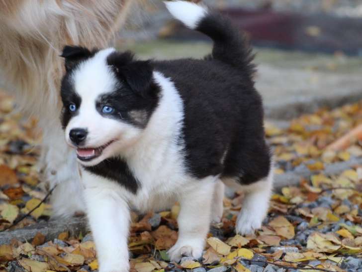 Chiots Laika de Iakoutie à vendre