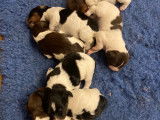Chiots Epagneul breton LOF tricolores à vendre