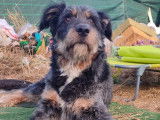 Budu, jeune chien sociable, câlin et parfait à adopter