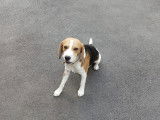 Beagle adulte a vendre