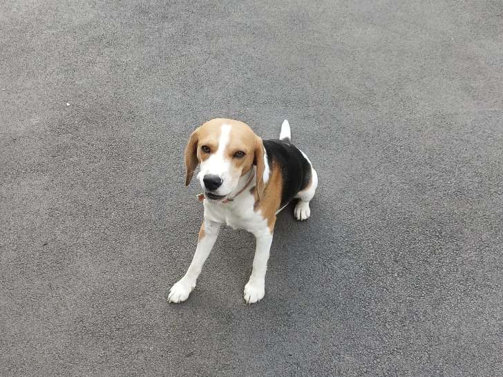 Chien Beagle adulte à vendre