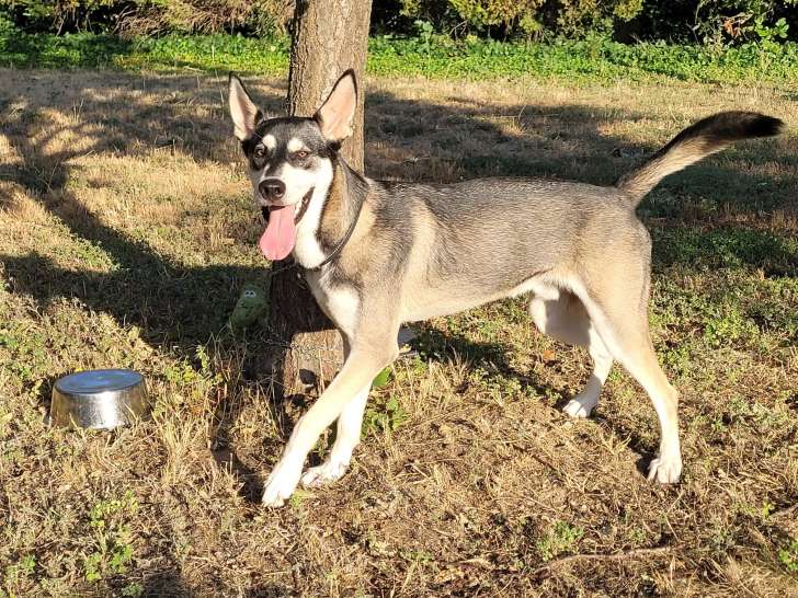 Chiot de type Alaskan Husky mâle à donner
