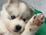 Chiot femelle Pomsky de lignée russe à vendre