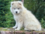 Chiot femelle Pomsky de lignée russe à vendre