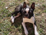 Mâle Boston Terrier disponible pour saillie